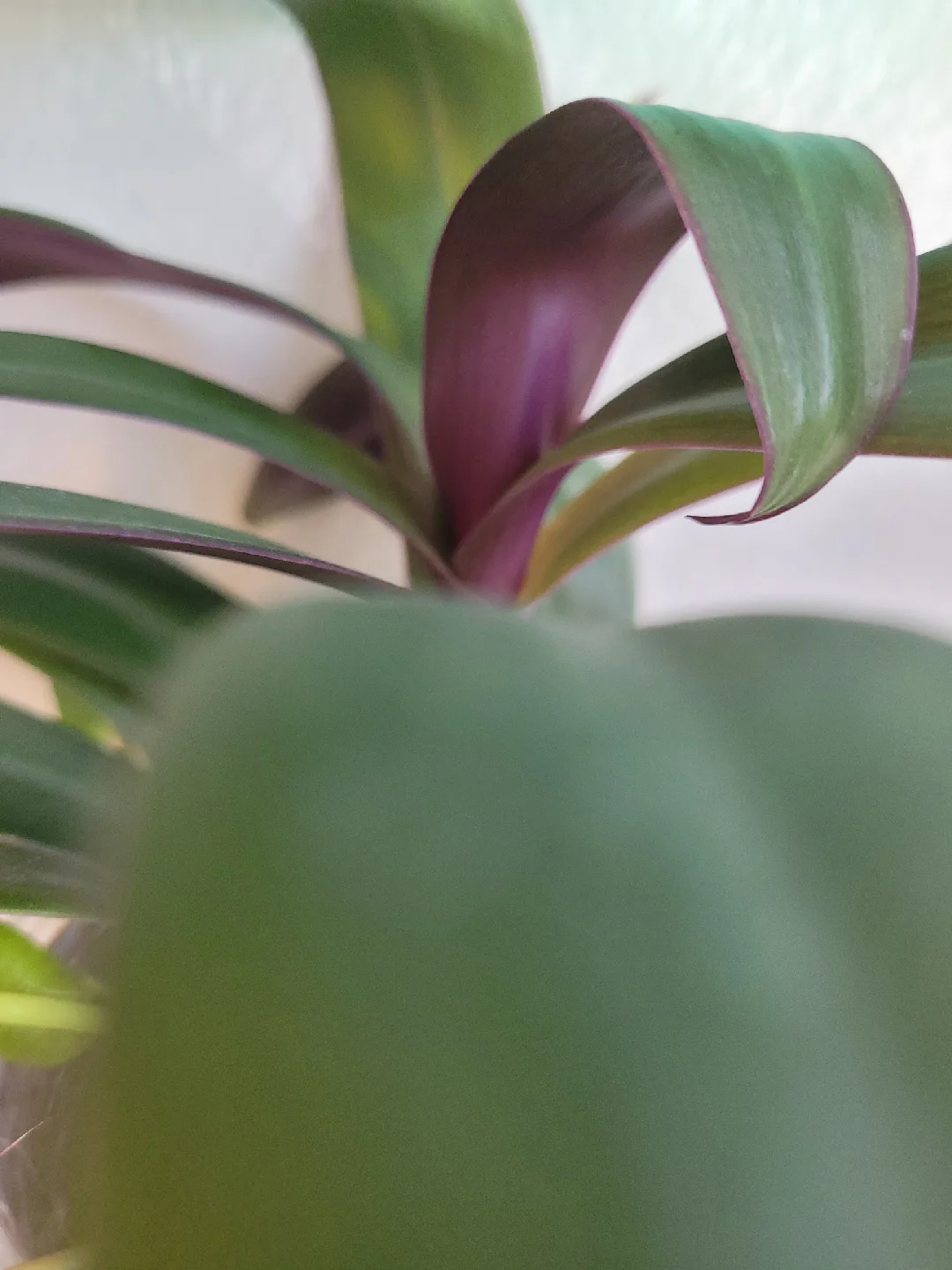 Tradescantia pallida & Pilea peperomioides in Jute Pot image indicator(3)