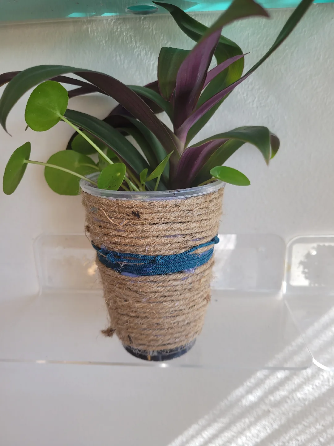 Tradescantia pallida & Pilea peperomioides in Jute Pot image indicator(4)
