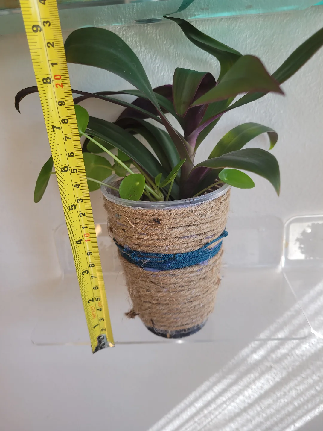 Tradescantia pallida & Pilea peperomioides in Jute Pot image indicator(5)