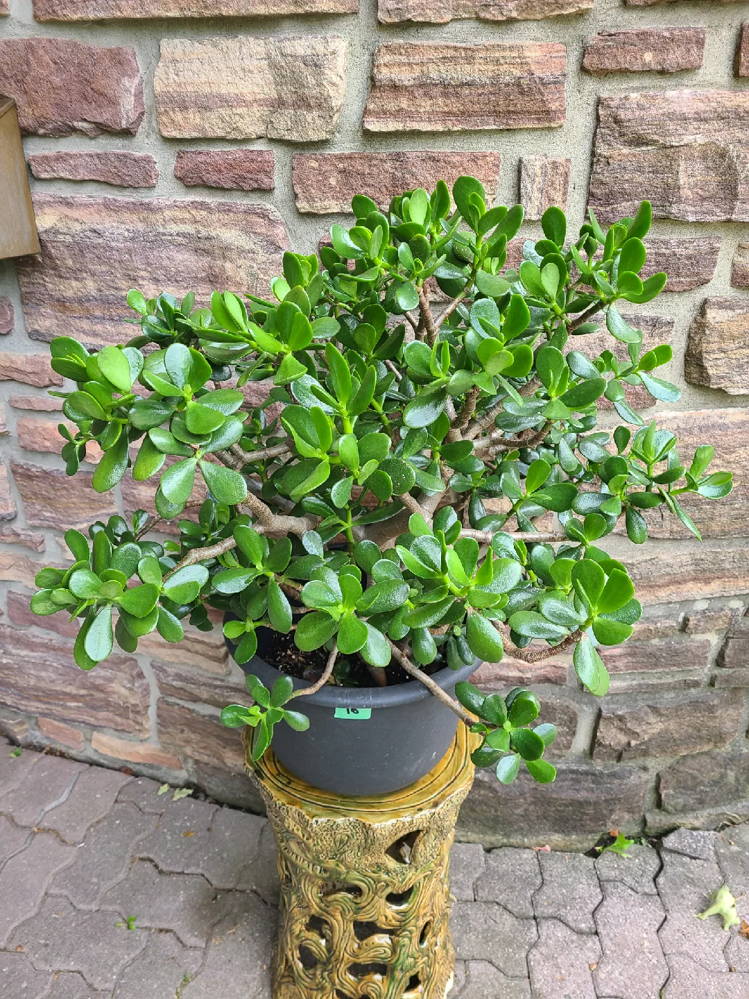 Large Jade Plant #16 thumbnail