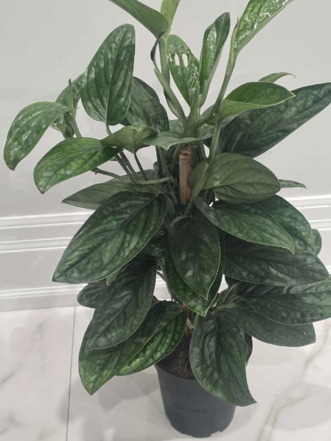 Monstera peru totem - photo 2