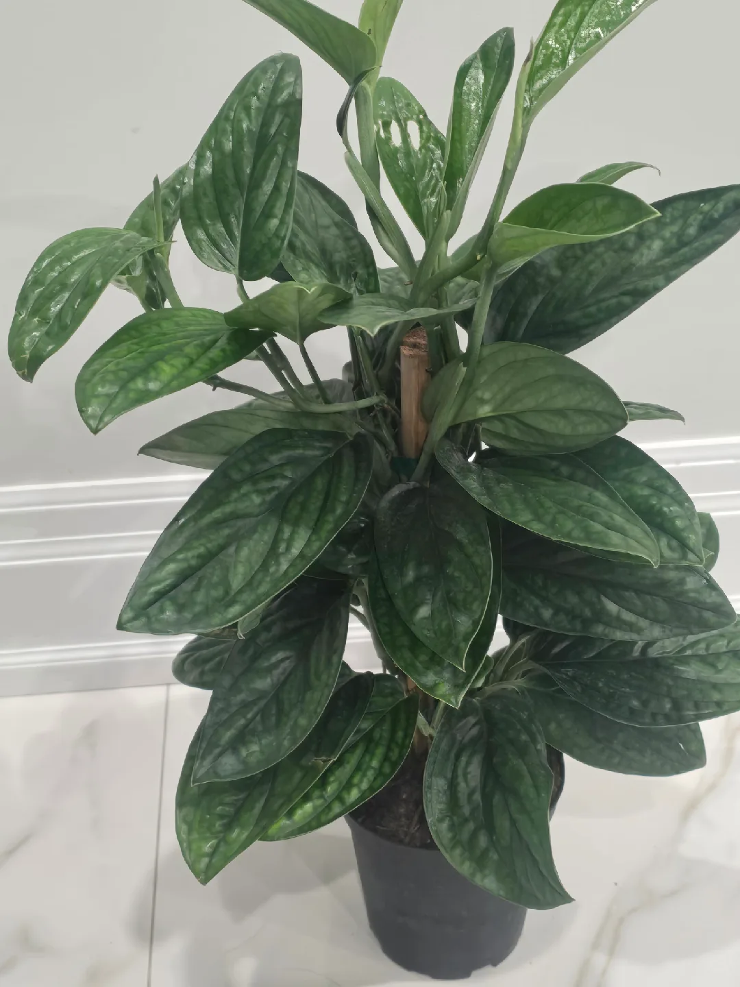 Monstera peru totem image indicator(2)