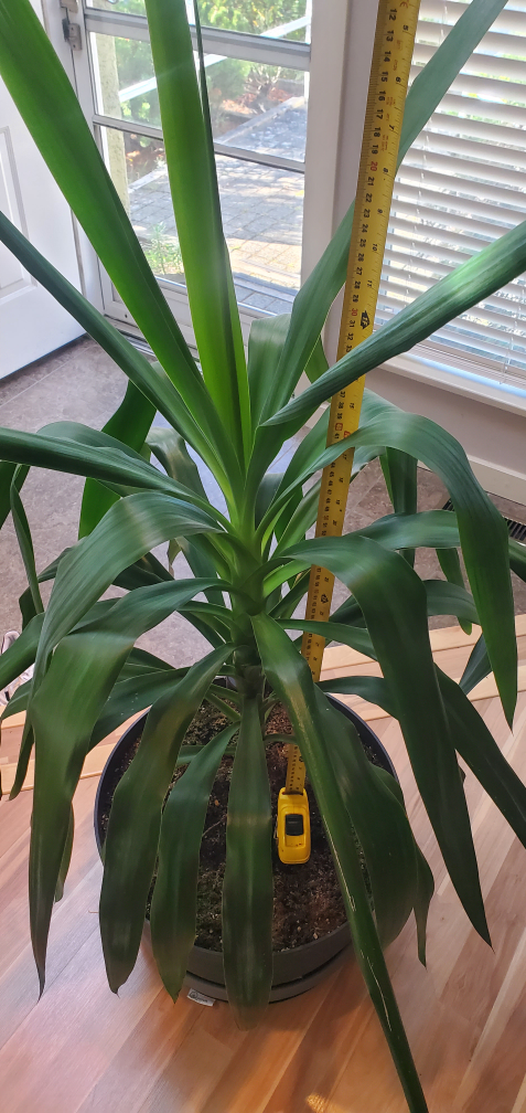 Beautiful Yucca Plant 🌿 - 27" tall