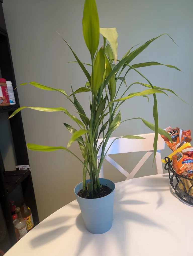 Potted Lucky Bamboo Plant thumbnail