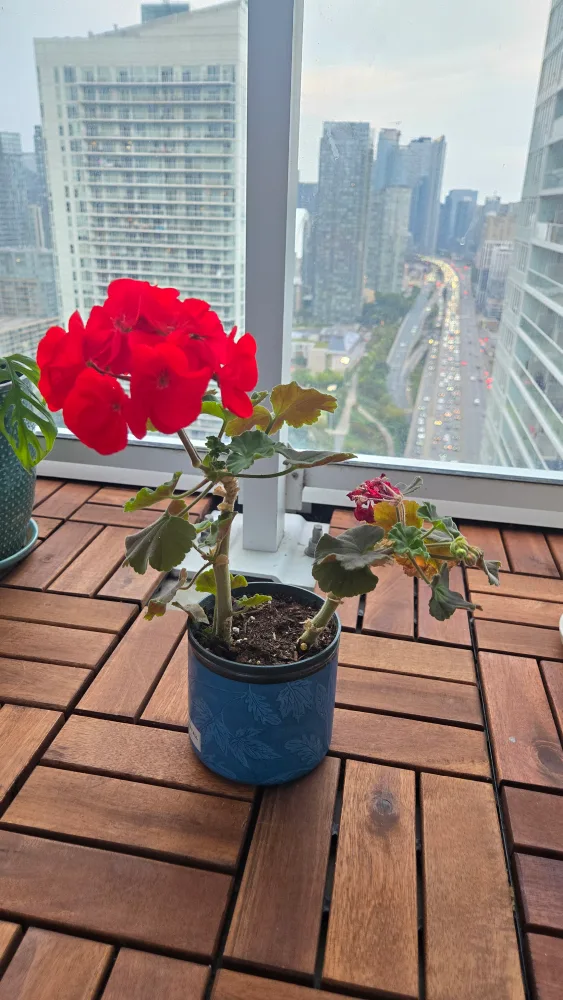 Geranium Plant with red flowers thumbnail