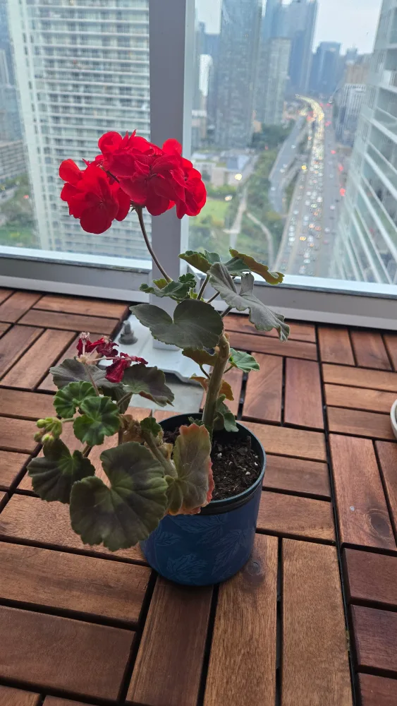 Geranium Plant with red flowers image indicator(2)