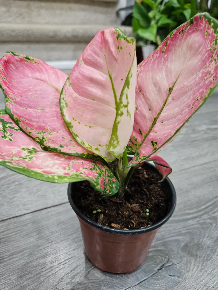 very beauty Aglaonema Plant 8n 4" pot image indicator(4)