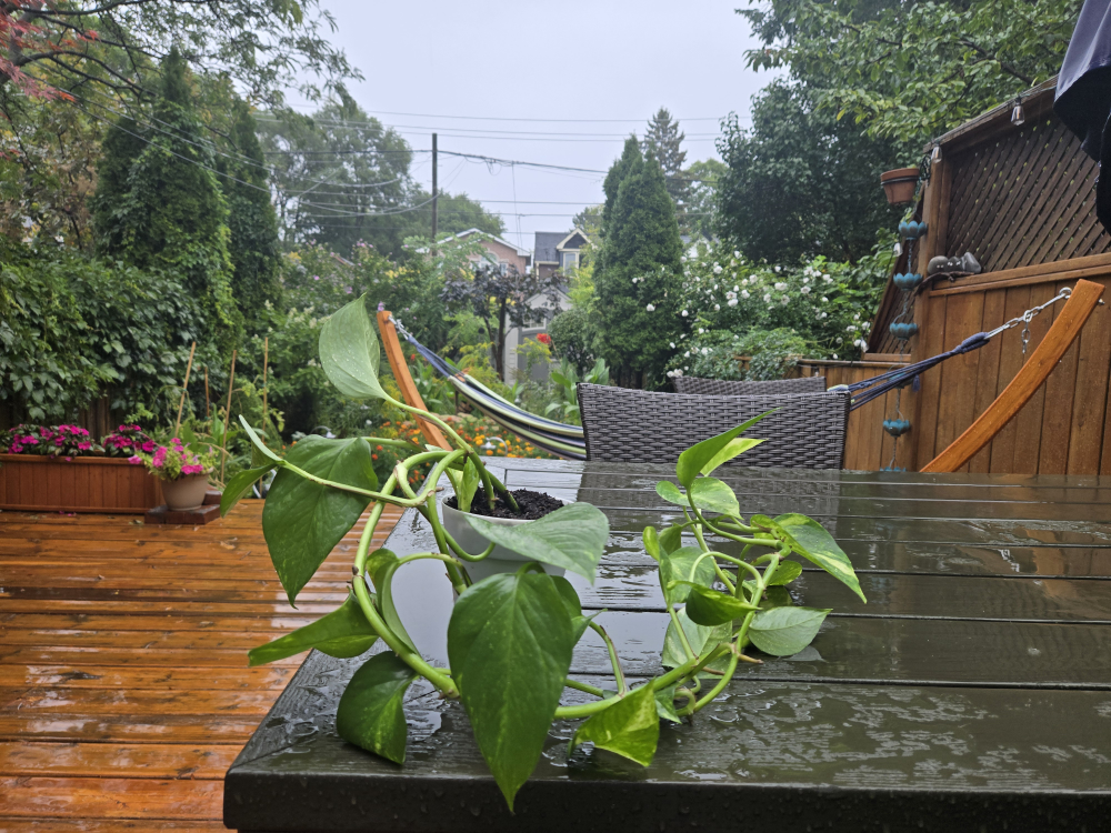 Pothos Plant in Pot 🌿