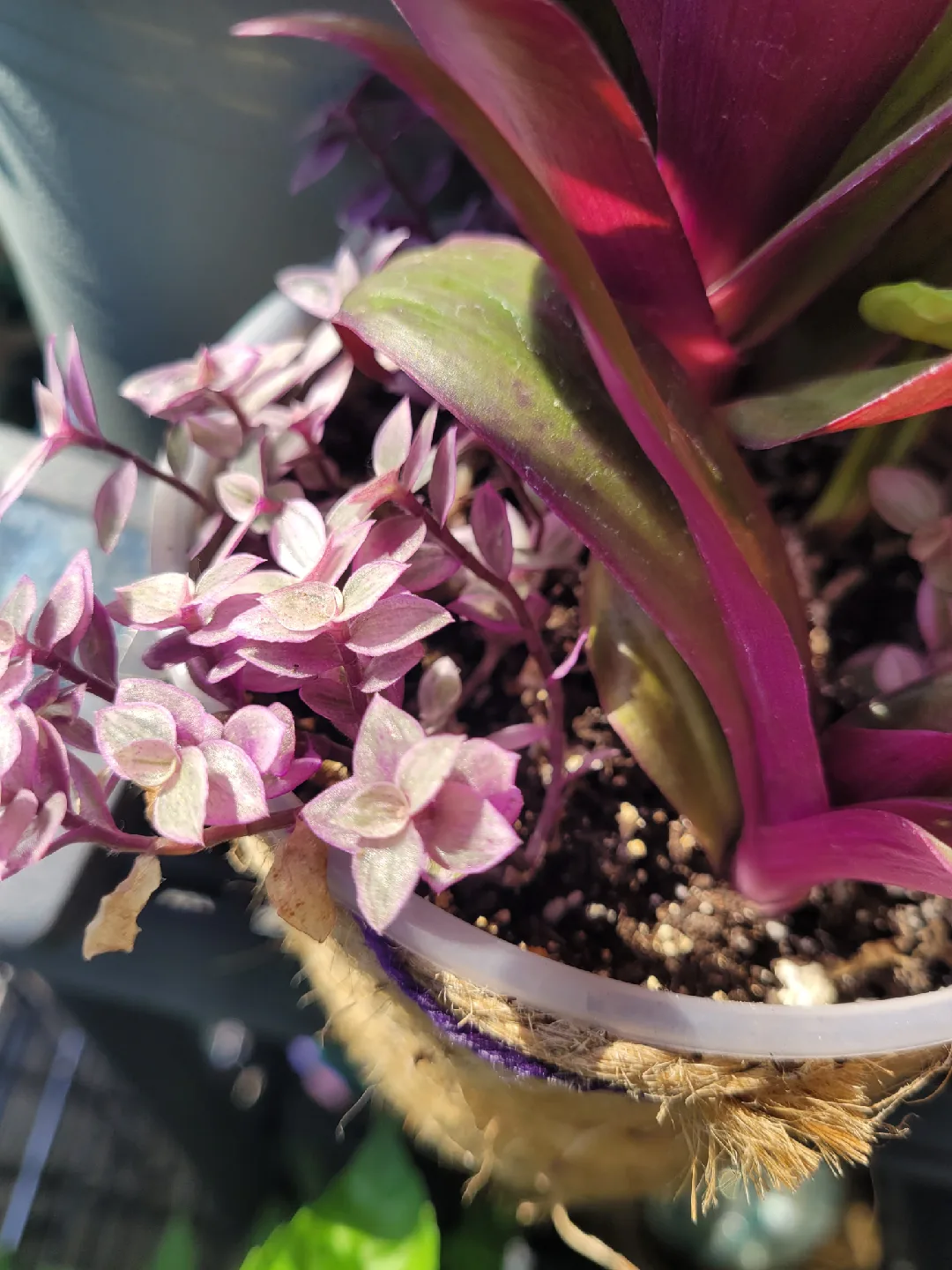 Tradescantia Spathacea Plant in Pot thumbnail