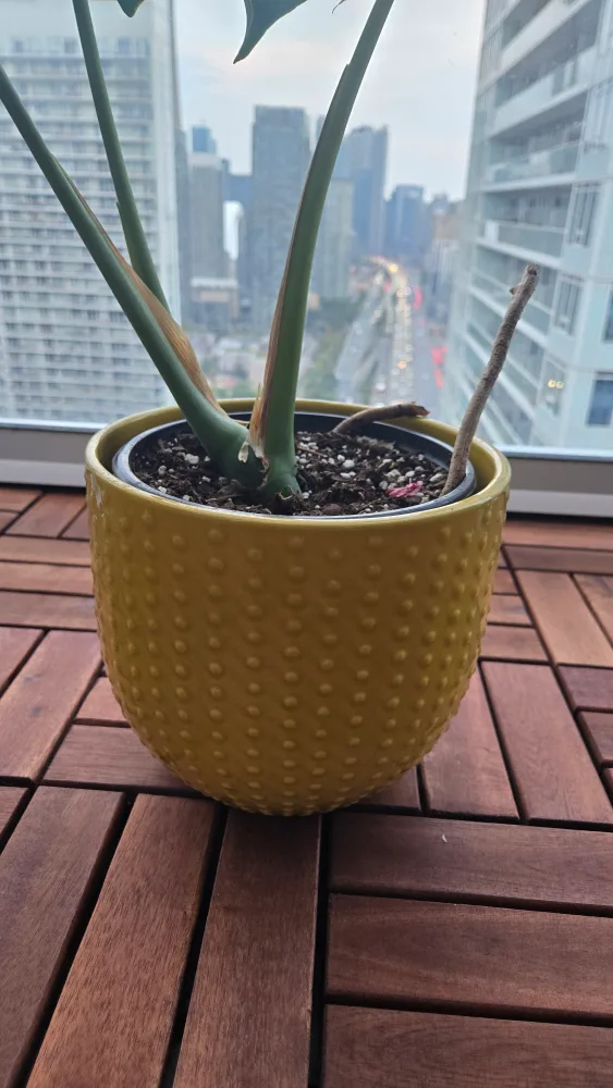 Monstera Plant in 8 inch Yellow Ceramic Pot image indicator(4)