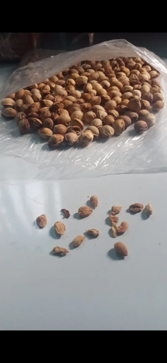 Organic Extra Sweet Cherry 🍒 seeds 5 for $20 image indicator(2)