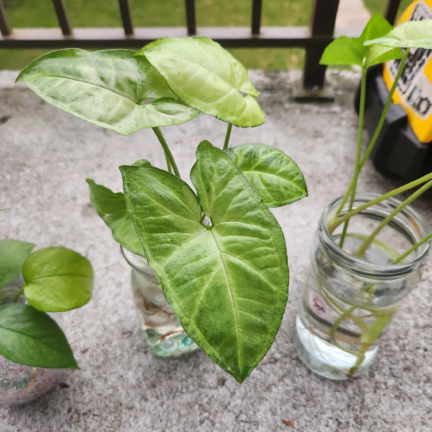 Syngonium Podophyllum Arrowhead Plant image indicator(2)