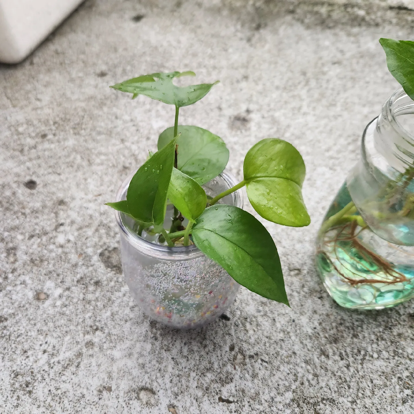 Syngonium Podophyllum Arrowhead Plant image indicator(3)
