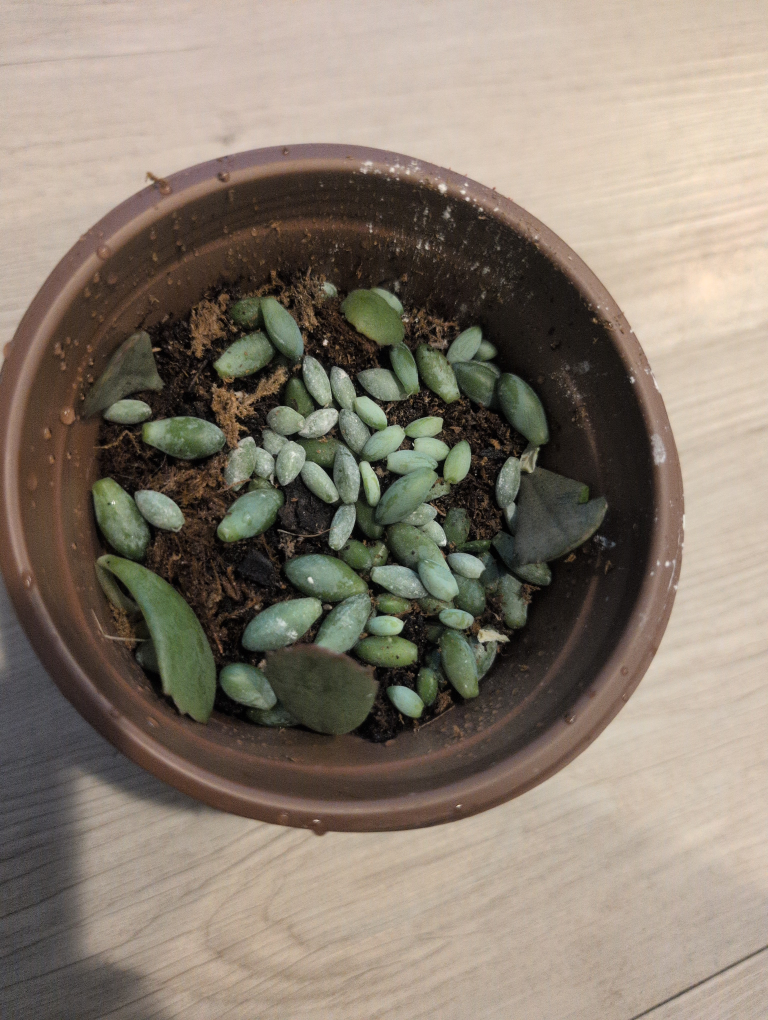 dunkey tail propagation leaves🥕🥕🥕🥕