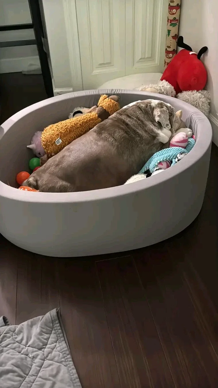 NEW Grey and Pink Pet Ball Pit Playpen 90x30cm image indicator(6)