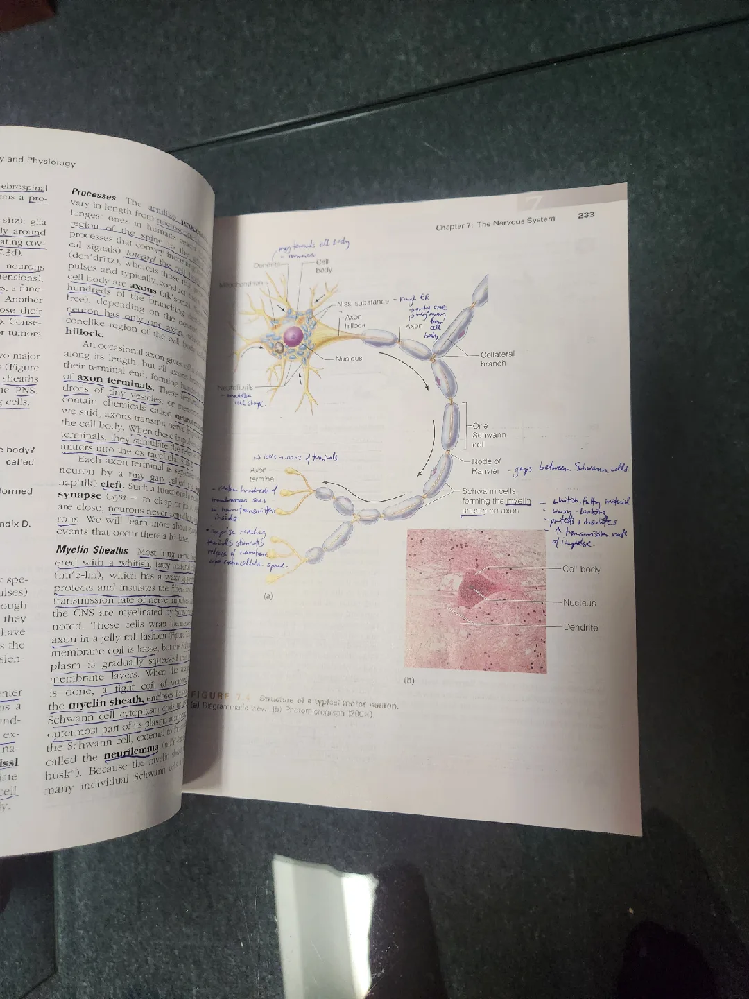 Essentials of Human Anatomy & Physiology, 9th Ed. image indicator(4)