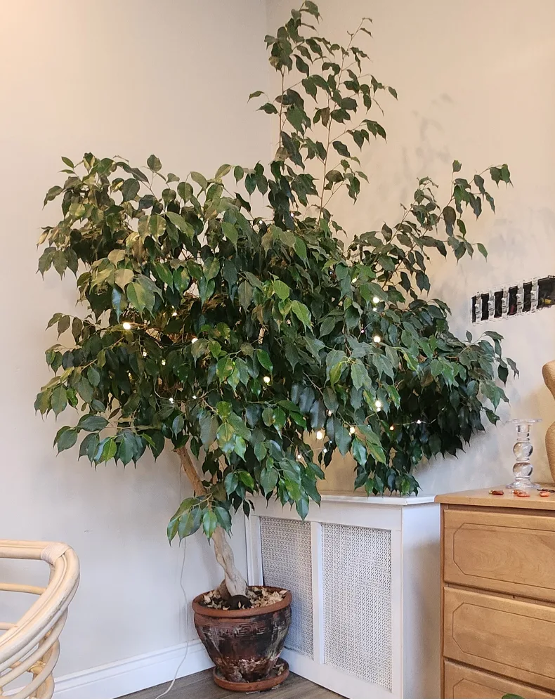 7ft Ficus Benjamina thumbnail