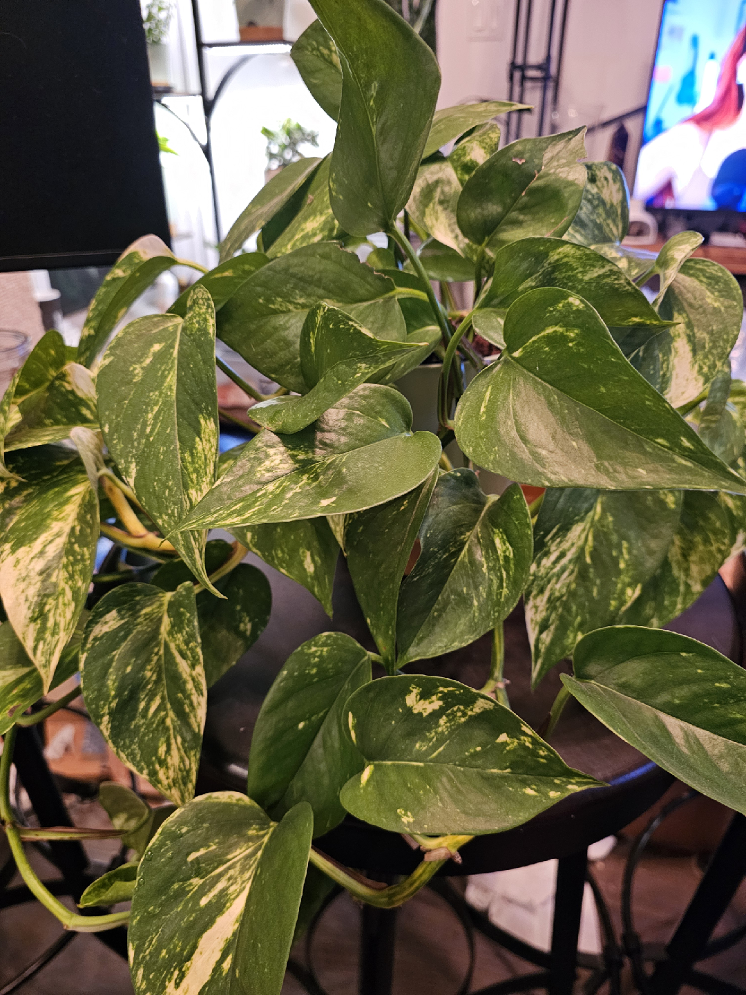 Golden Hawaiian Pothos Plant