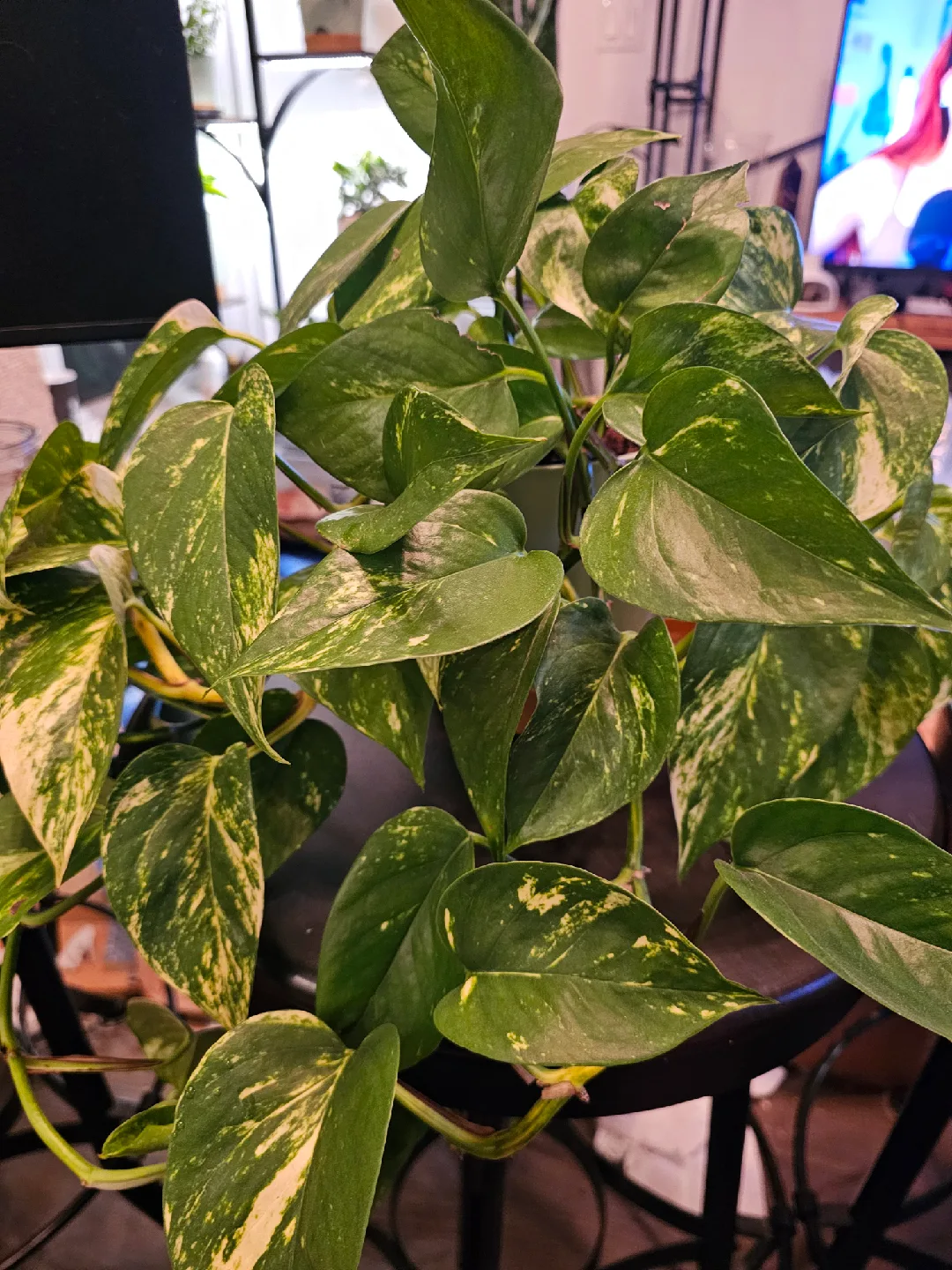 Golden Hawaiian Pothos Plant