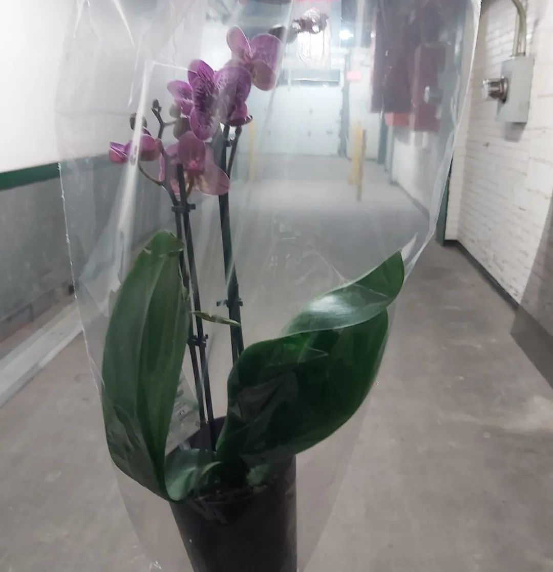 Orchid image indicator(4)