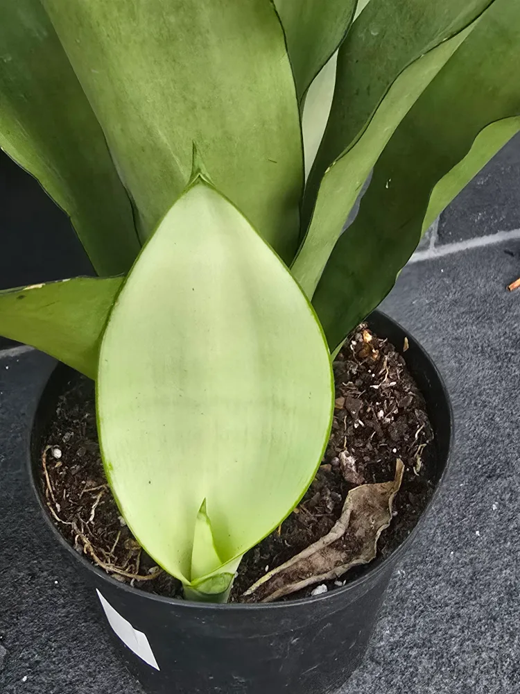 Snake Plant (Sansevieria trifasciata) image indicator(7)