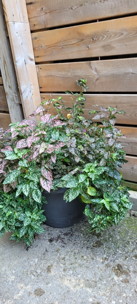 Polka Dot Plant in Pot