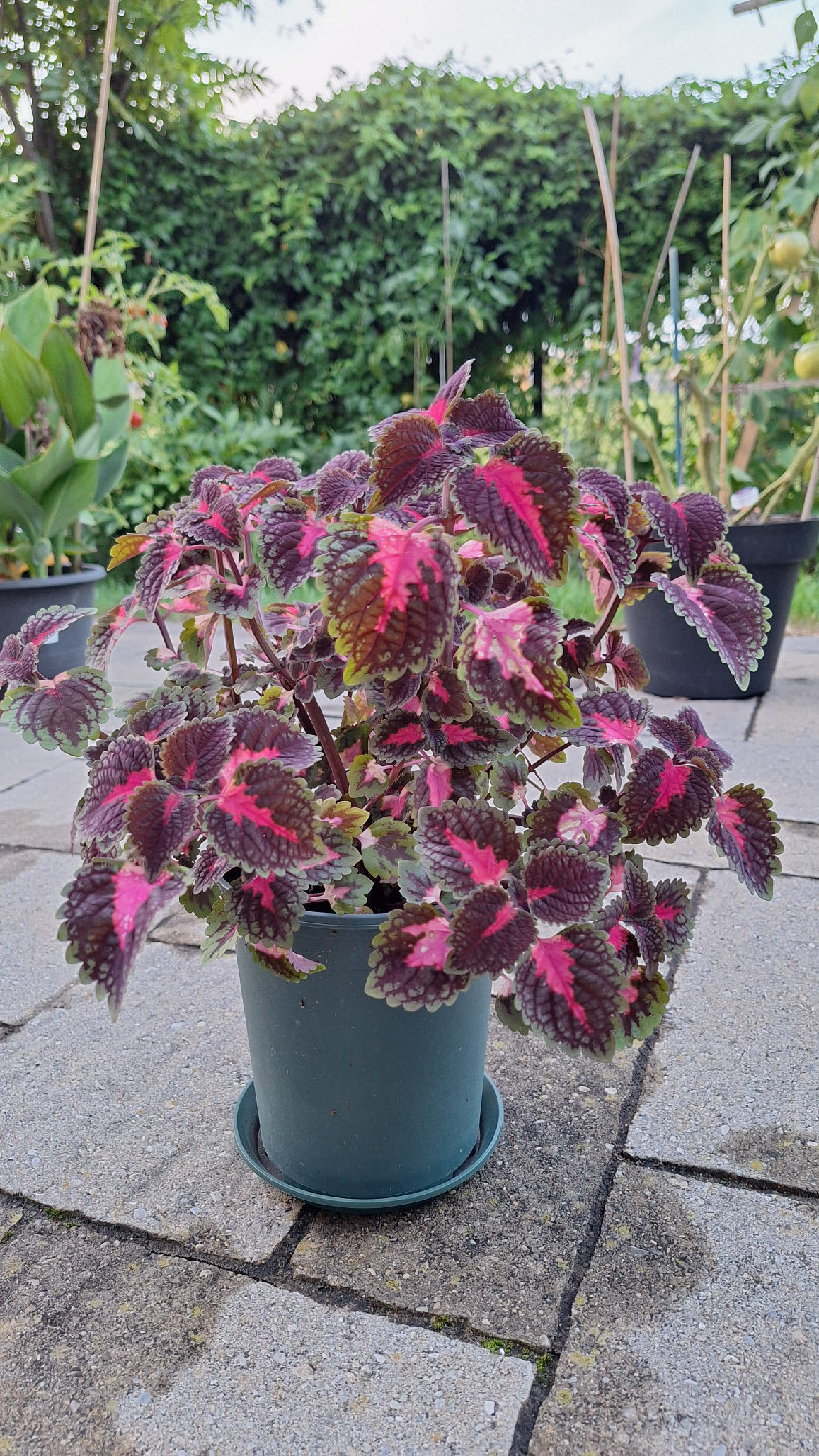 Coleus Plant in Pot