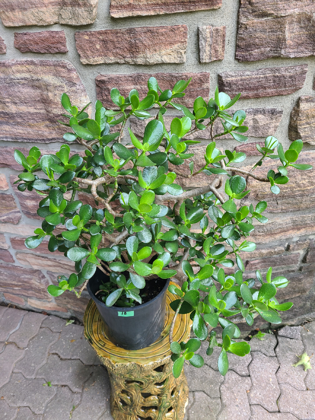 Medium Size Jade Plant #18