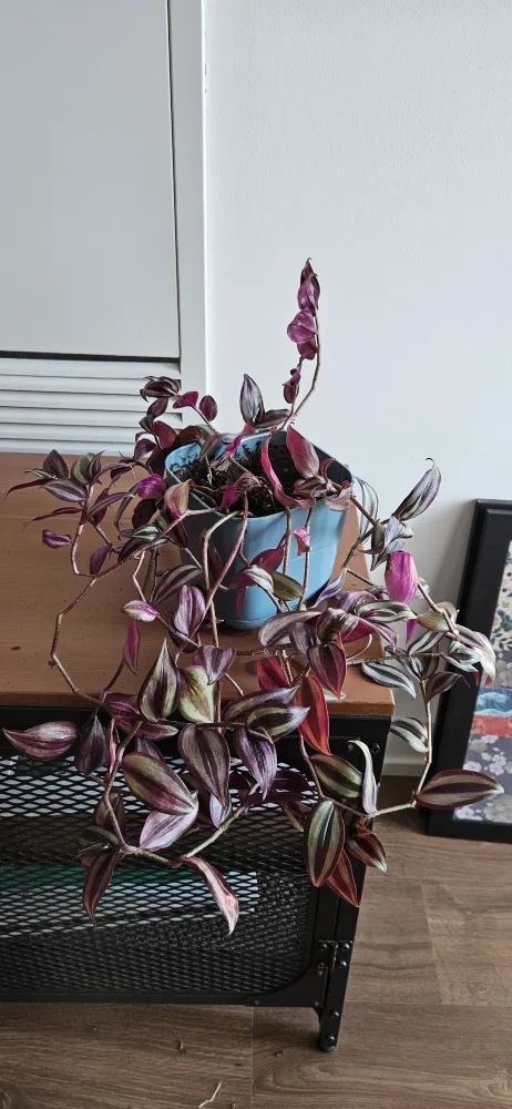 Plant in Blue Pot thumbnail