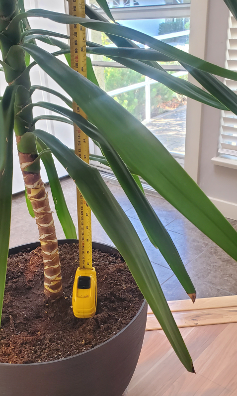 Beautiful Yucca Plant 🌿 - 56" tall - photo 2