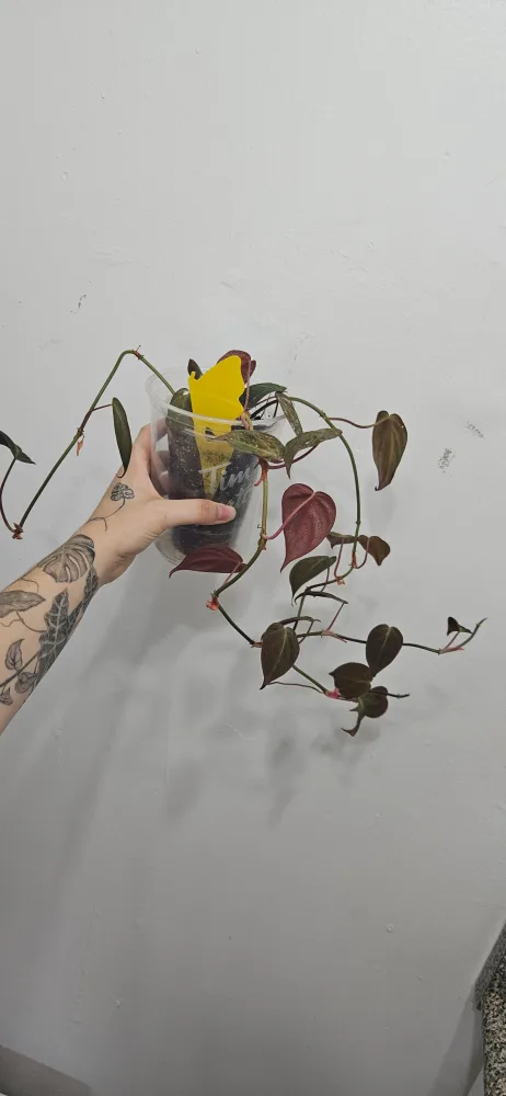 Philodendron Micans thumbnail