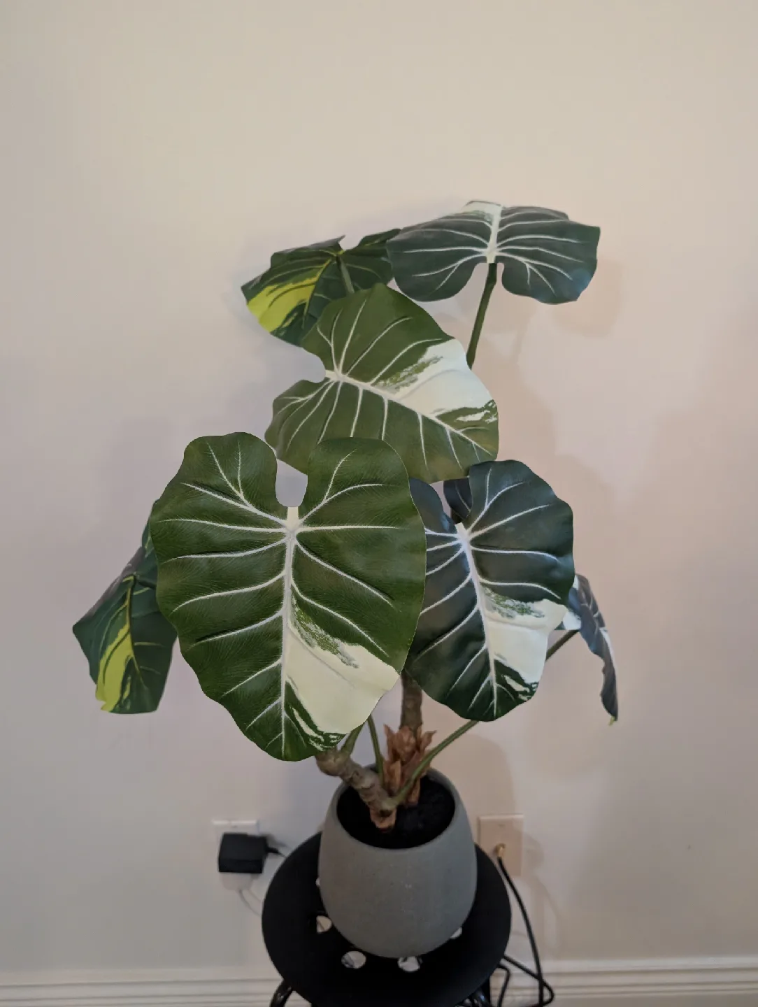 CB2 Faux Potted Philodendron Gloriosum Plant 31" thumbnail