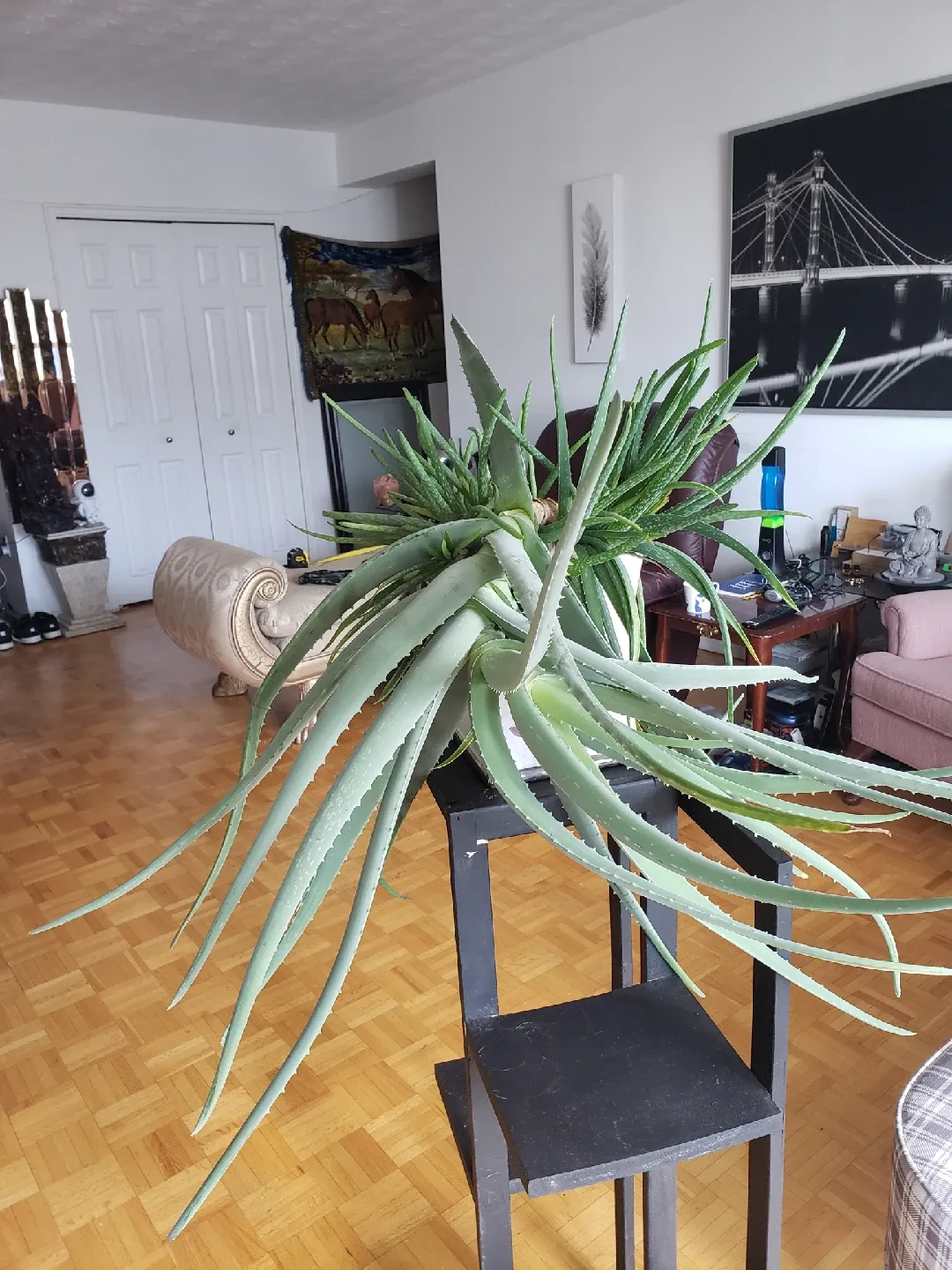 Aloe Vera Plant thumbnail