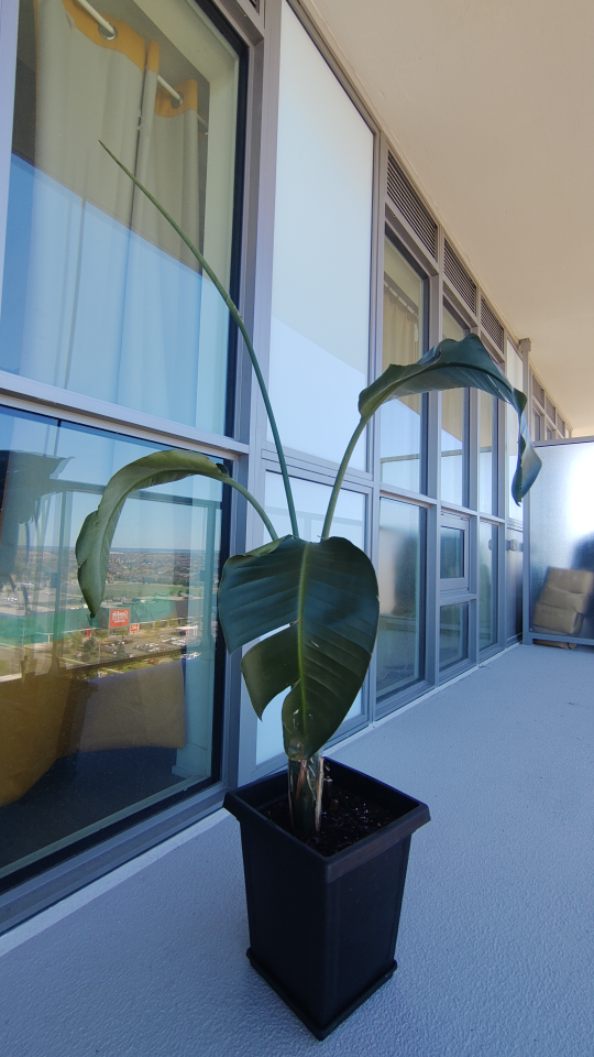 Bird of Paradise plant - photo 2