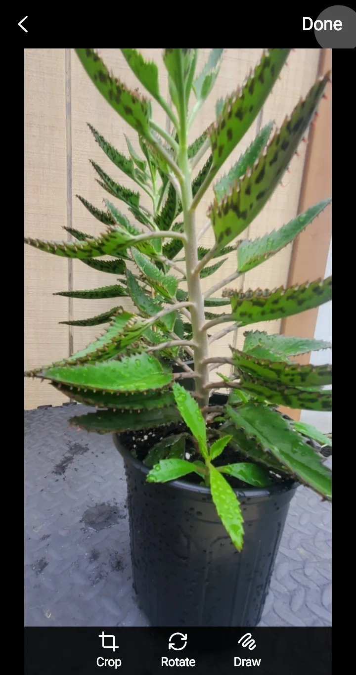 Mother of Thousands Plant image indicator(3)