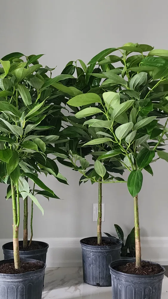 cinnamon tree standard size thumbnail