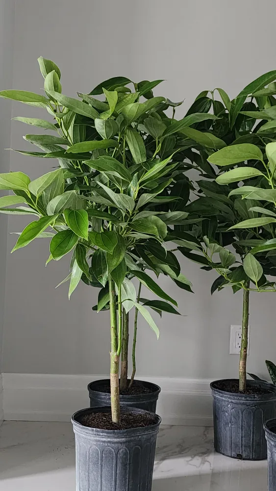 cinnamon tree standard size image indicator(2)