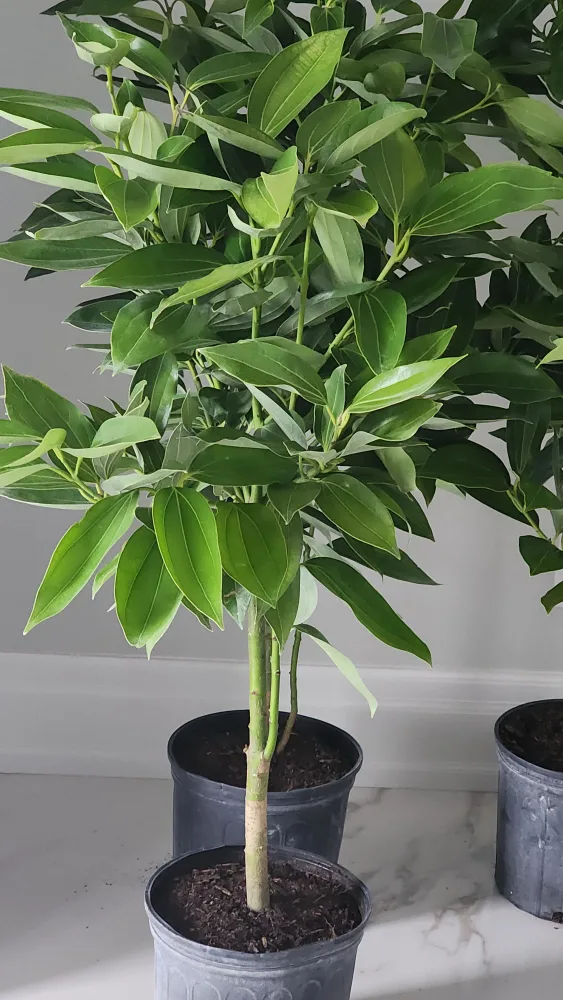 cinnamon tree standard size image indicator(3)