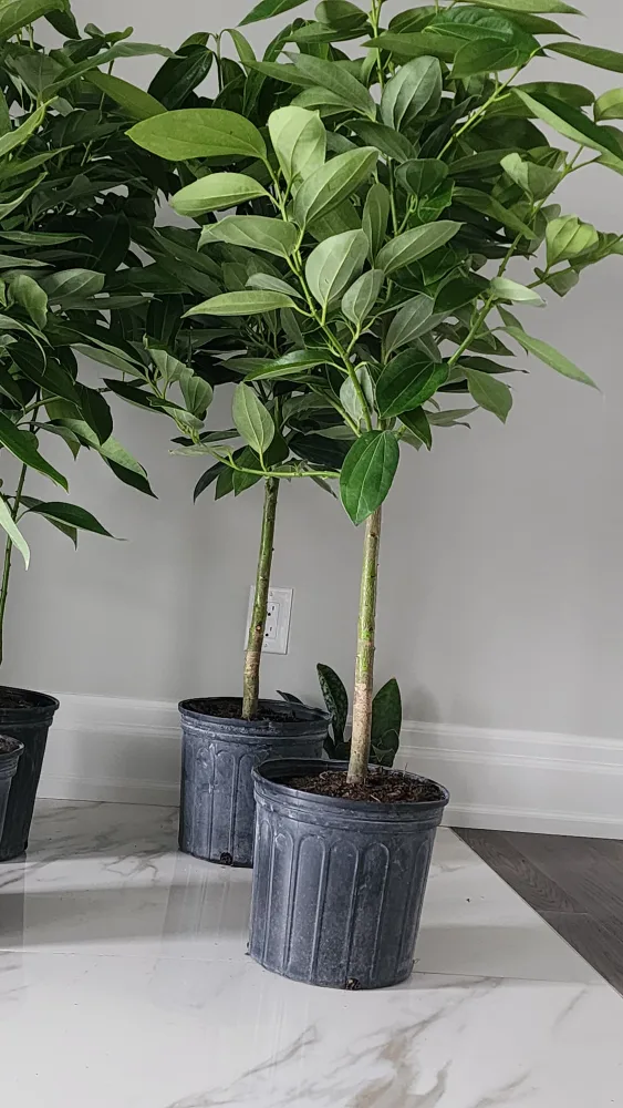 cinnamon tree standard size image indicator(5)