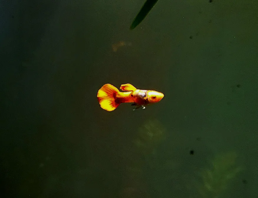 Koi guppies $5 for trio