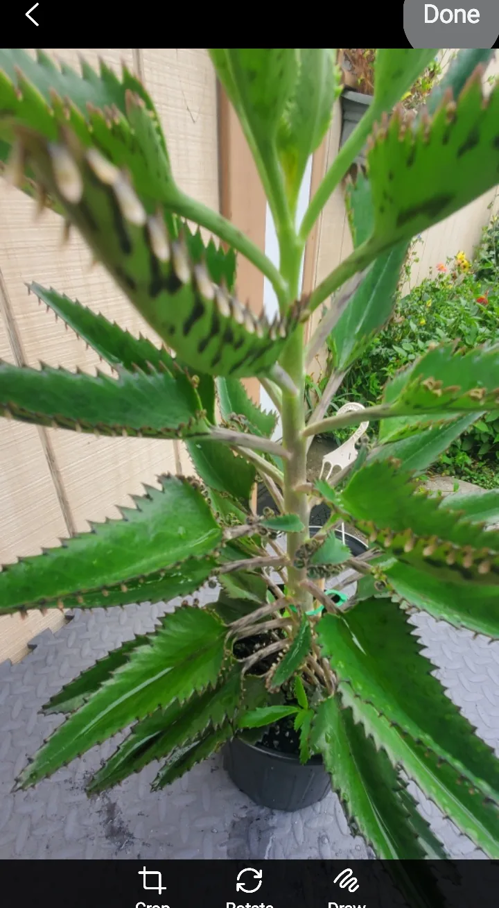 Mother of Thousands Plant image indicator(4)