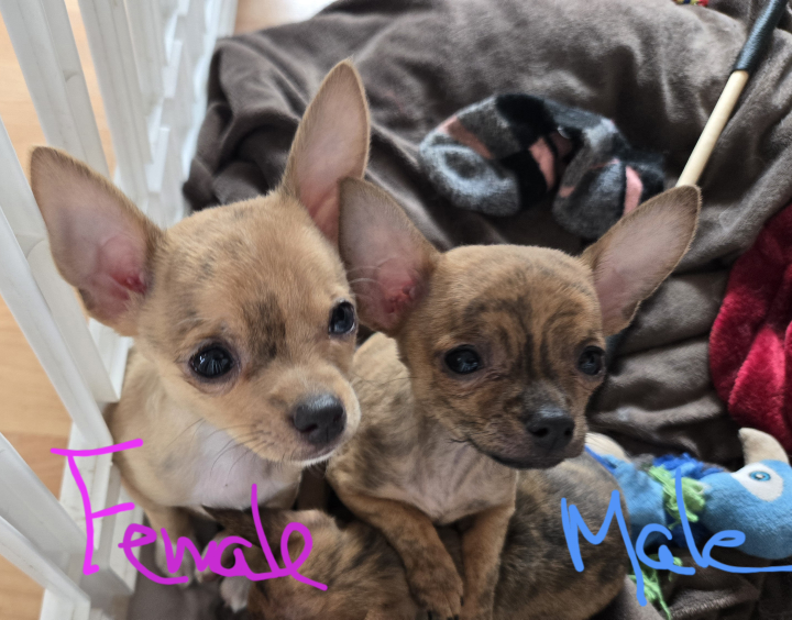 Chihuahua puppies