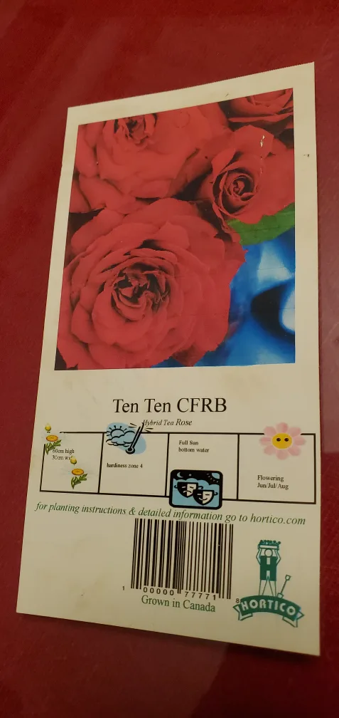Ten Ten Hybrid Tea Rose image indicator(4)