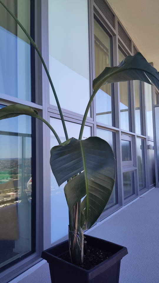 Bird of Paradise plant - photo 3
