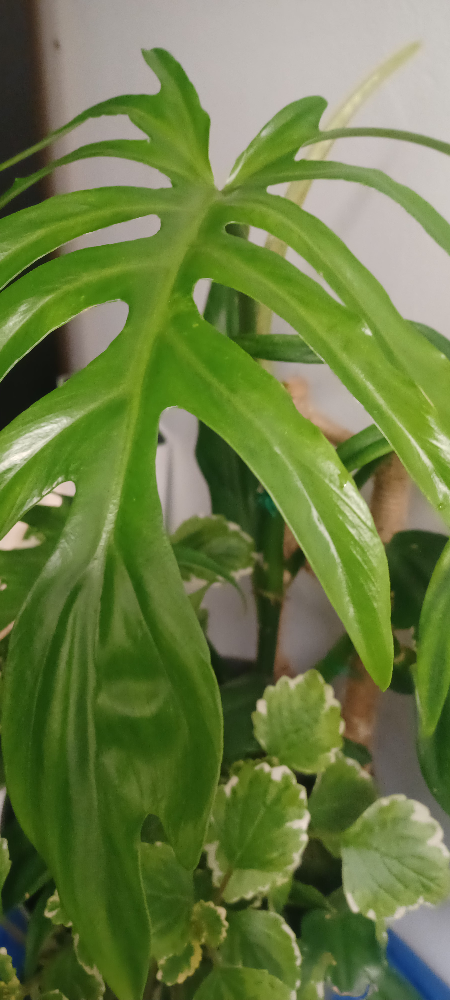 Potted indoor plant