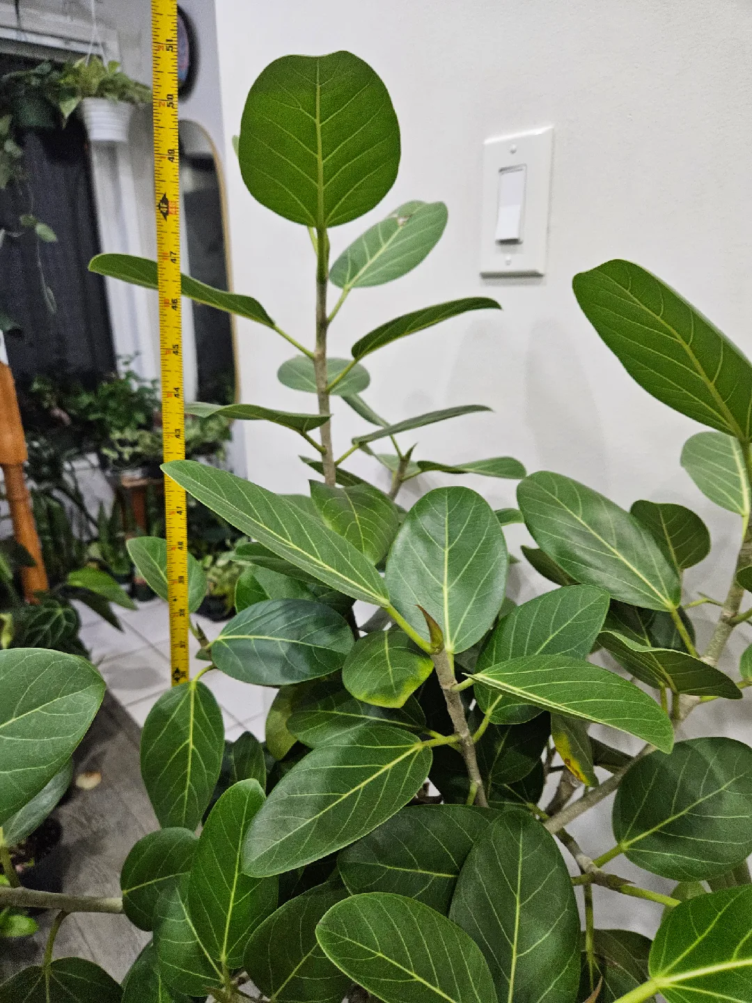 Ficus Elastica Ruby & Audrey Plants image indicator(2)