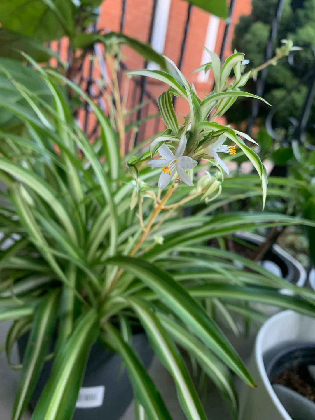 Spider Plant thumbnail