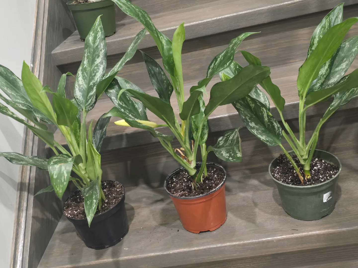 Aglaonema Plant. low light low maintenance plant image indicator(4)