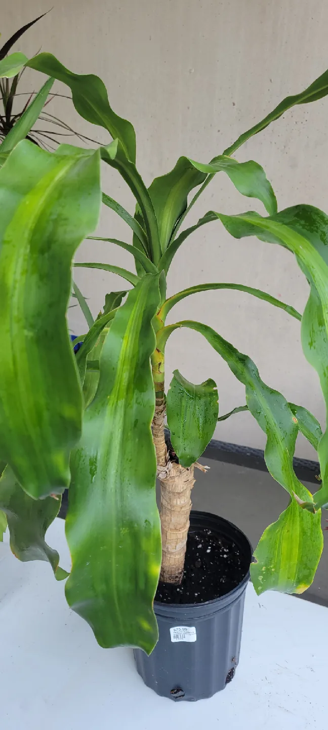 Corn Plant image indicator(2)
