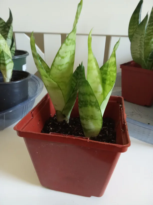 Sansevieria Snake Birdnest Plant image indicator(2)